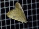 Erebid Moth (Erebidae sp)