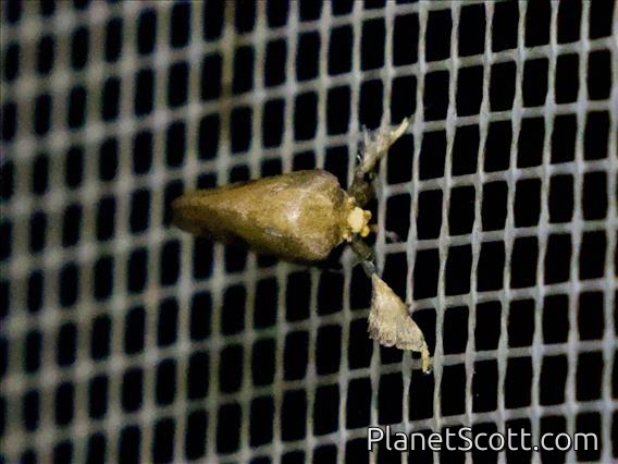 Slug Caterpillar Moth (Tanadema sp)
