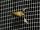 Slug Caterpillar Moth (Tanadema sp)