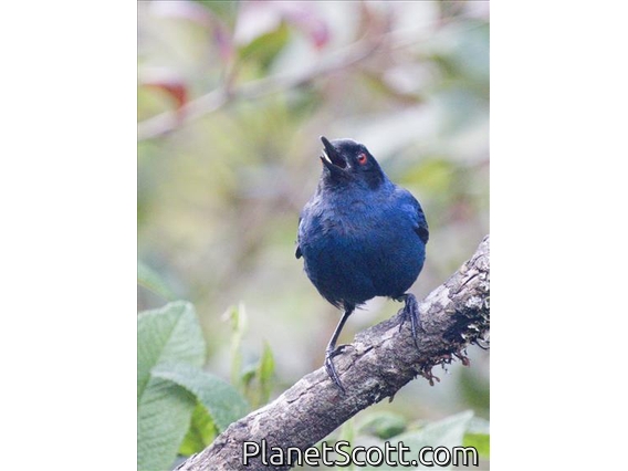 Masked Flowerpiercer (Diglossa cyanea)