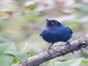 Masked Flowerpiercer (Diglossa cyanea)