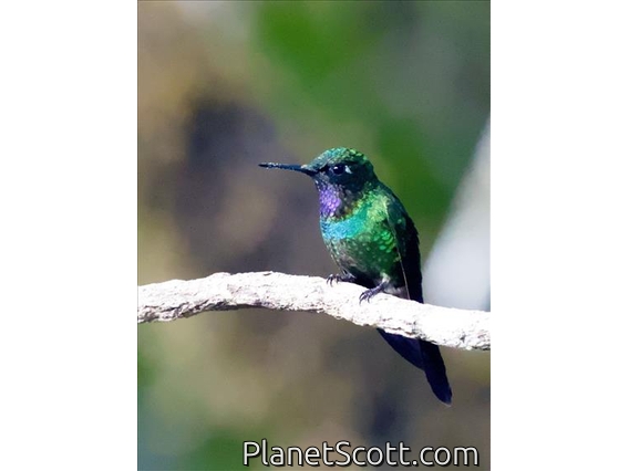 Purple-throated Sunangel (Heliangelus viola)