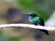 Purple-throated Sunangel (Heliangelus viola)