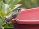 Speckled Hummingbird (Adelomyia melanogenys)