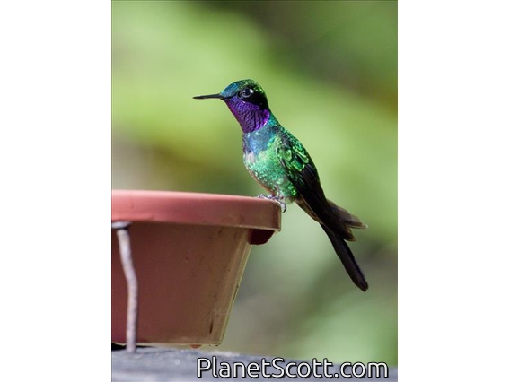 Purple-throated Sunangel (Heliangelus viola)