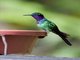 Purple-throated Sunangel (Heliangelus viola)