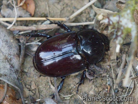 Scarab Beetle (Oryctini sp)