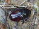 Scarab Beetle (Oryctini sp)
