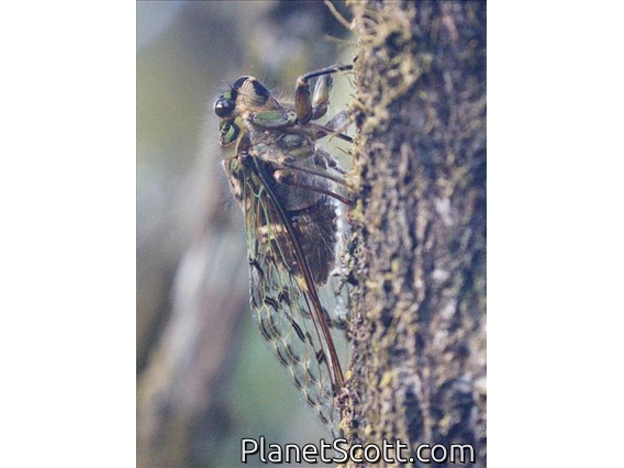 Cicada (Pachypsaltria sp)