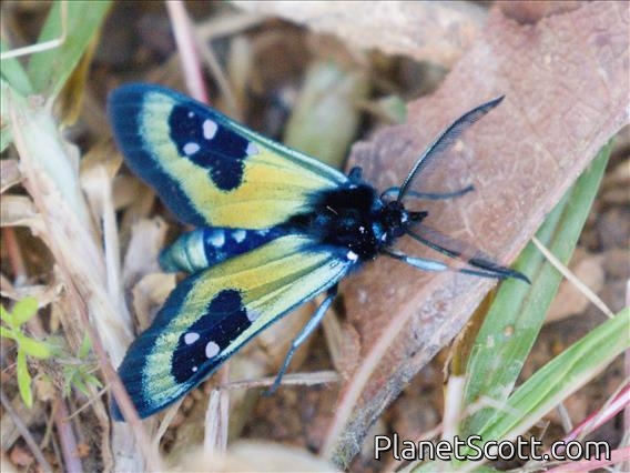 Handmaiden Moth (Chrysocale splendens)