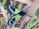 Handmaiden Moth (Chrysocale splendens)
