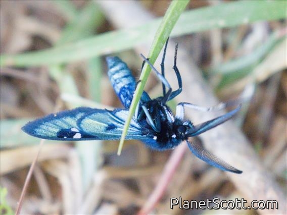 Handmaiden Moth (Chrysocale splendens)