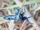 Handmaiden Moth (Chrysocale splendens)