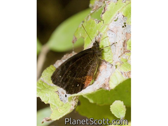 Brush-footed Butterfly (Nymphalidae sp)