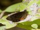 Brush-footed Butterfly (Nymphalidae sp)