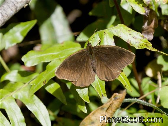 Brush-footed Butterfly (Nymphalidae sp)