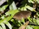 Brush-footed Butterfly (Nymphalidae sp)