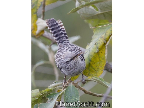 Fasciated Wren (Campylorhynchus fasciatus)