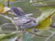 Fasciated Wren (Campylorhynchus fasciatus)