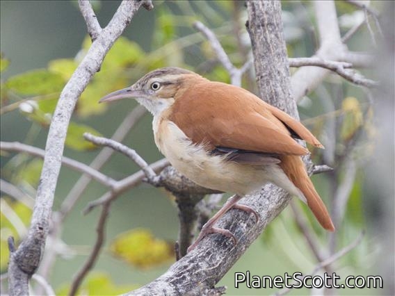 Pacific Hornero (Furnarius cinnamomeus)