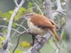 Pacific Hornero (Furnarius cinnamomeus)