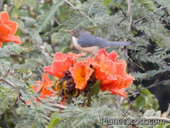 Plumbeous-backed Thrush (Turdus reevei)