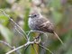 Mouse-gray Flycatcher (Myiophobus crypterythrus)