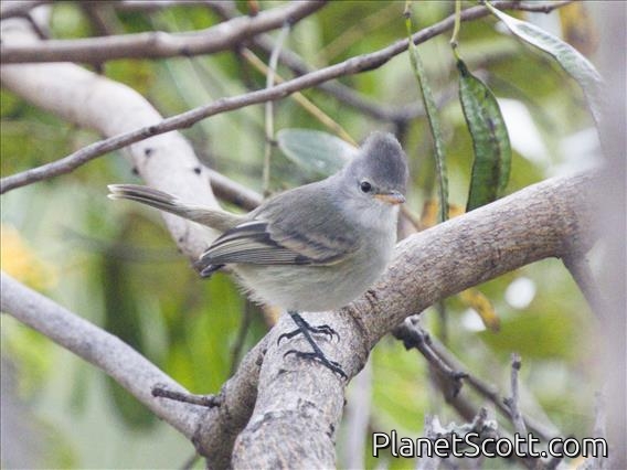 Southern Beardless-Tyrannulet (Camptostoma obsoletum)