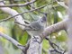 Southern Beardless-Tyrannulet (Camptostoma obsoletum)