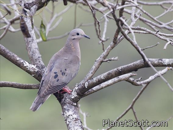 Eared Dove (Zenaida auriculata)