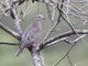 Eared Dove (Zenaida auriculata)