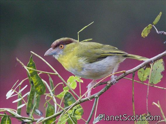Rufous-browed Peppershrike (Cyclarhis gujanensis)