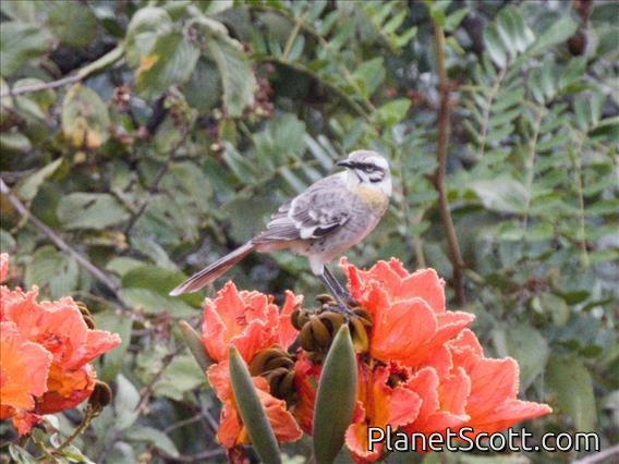 Long-tailed Mockingbird (Mimus longicaudatus)