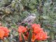 Long-tailed Mockingbird (Mimus longicaudatus)
