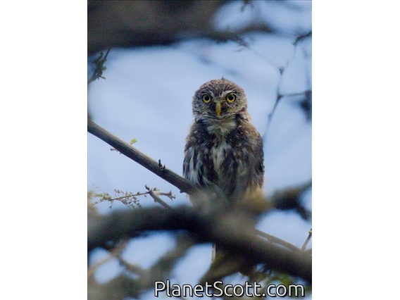 Peruvian Pygmy-Owl (Glaucidium peruanum)