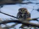 Peruvian Pygmy-Owl (Glaucidium peruanum)