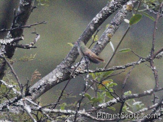 Amazilia Hummingbird (Amazilia amazilia)