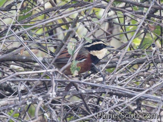 Elegant Crescentchest (Melanopareia elegans)