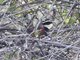 Elegant Crescentchest (Melanopareia elegans)