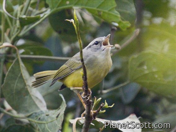 Three-banded Warbler (Basileuterus trifasciatus)