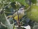Three-banded Warbler (Basileuterus trifasciatus)