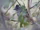 Chapman's Antshrike (Thamnophilus zarumae)