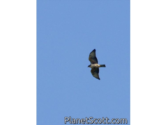Variable Hawk (Geranoaetus polyosoma)