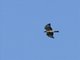 Variable Hawk (Geranoaetus polyosoma)