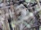 Dull-colored Grassquit (Asemospiza obscura)