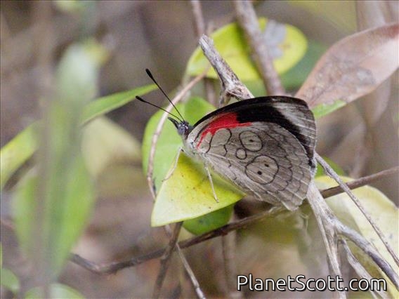 Eighty-Eight (Diaethria ceryx)