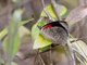 Eighty-Eight (Diaethria ceryx)
