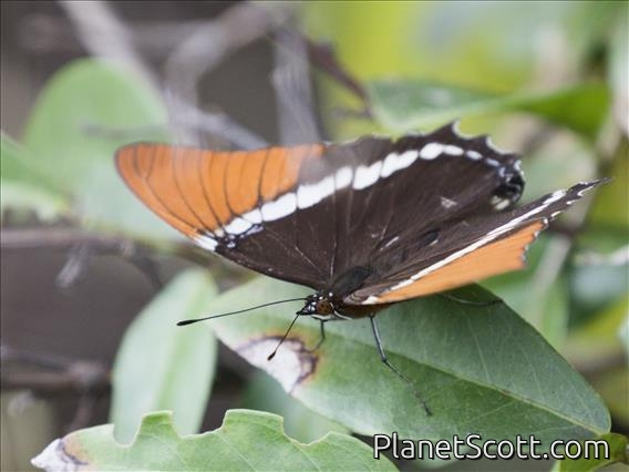 Rusty-tipped Page (Siproeta epaphus)