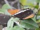 Rusty-tipped Page (Siproeta epaphus)