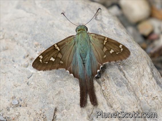 Long-tailed Skipper (Urbanus proteus)